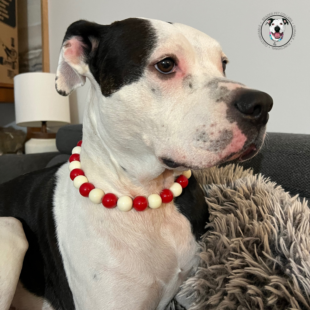 POPNCO Peppermint Beaded Pet Collar. Red and White Acrylic and Resin beads on Aircraft Grade Stainless Steel Wire. Pitbull mix dog wearing a red and white acrylic beaded dog collar - Slip on style - handmade - Peppermint - Christmas Collection - Winter Theme  POPNCO