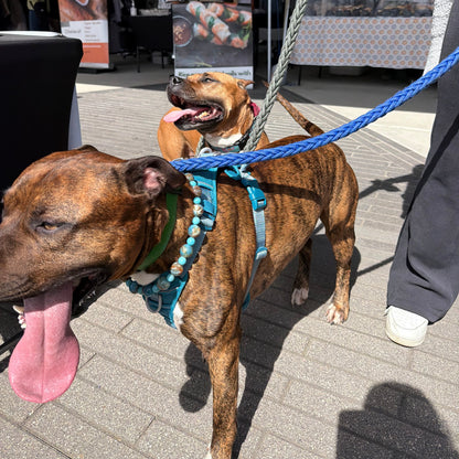 Two dogs on a leash with a person holding them, in front of a store entrance.