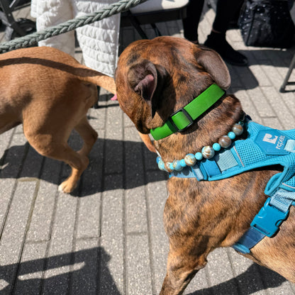 Dog wearing a blue and green harness on a sidewalk
