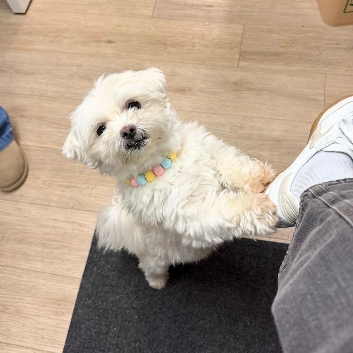 Small white dog with a colorful collar sitting on a wooden floor.
