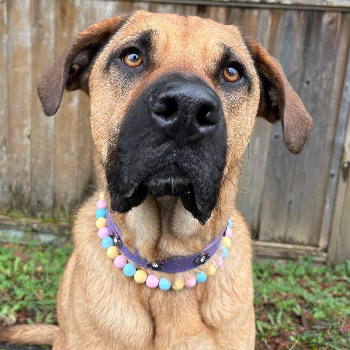 Dog wearing a colorful collar sitting outdoors with a wooden fence in the background
