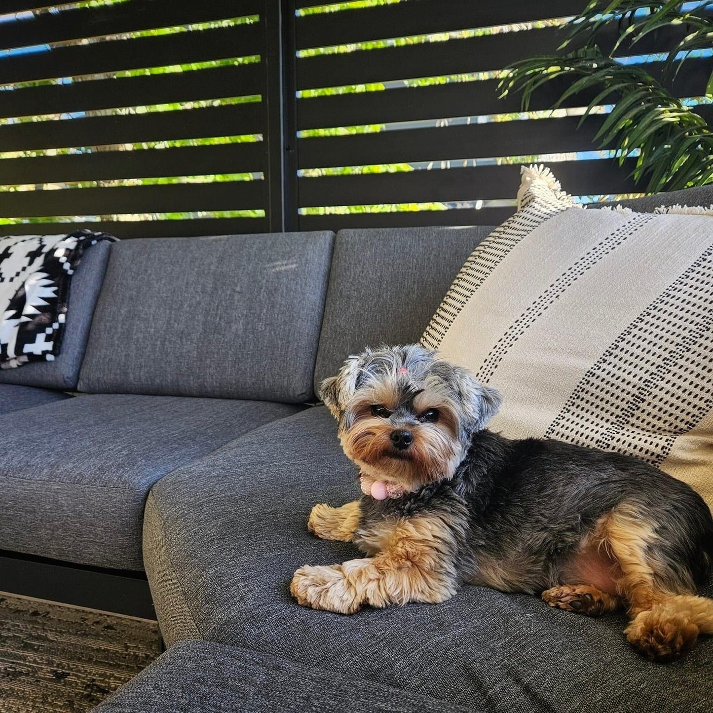 Pink Sugar Beaded Pet Collar with Quick Release Hardware worn by fluffy brown and black dog on a couch 