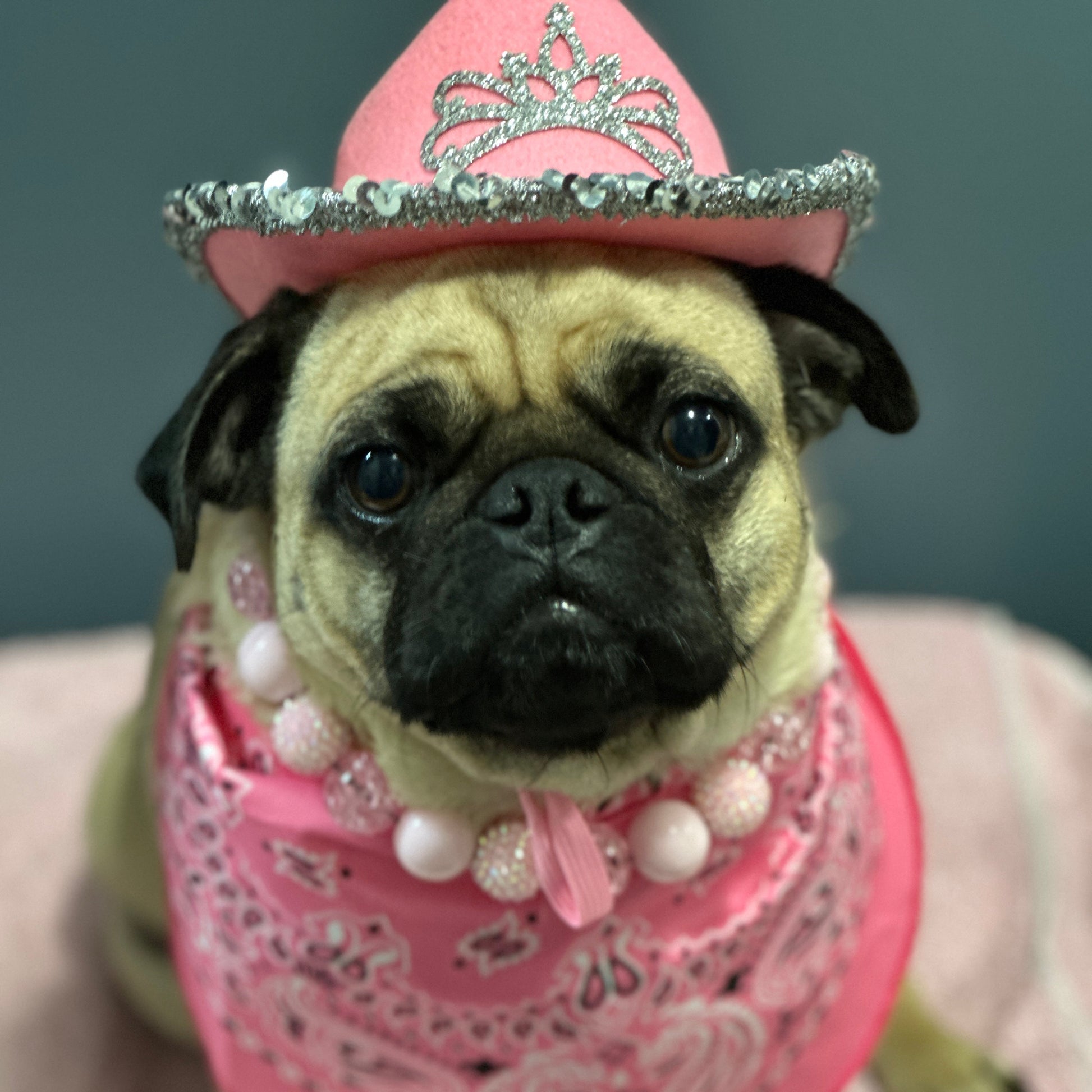 Pug wearing a pink dress with a tiara on a soft surface