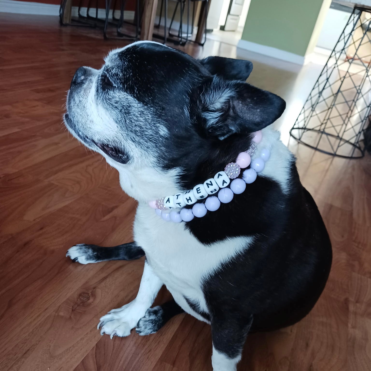 Black and white dog wearing a pink beaded collar with 'ATHENA' on a wooden floor.