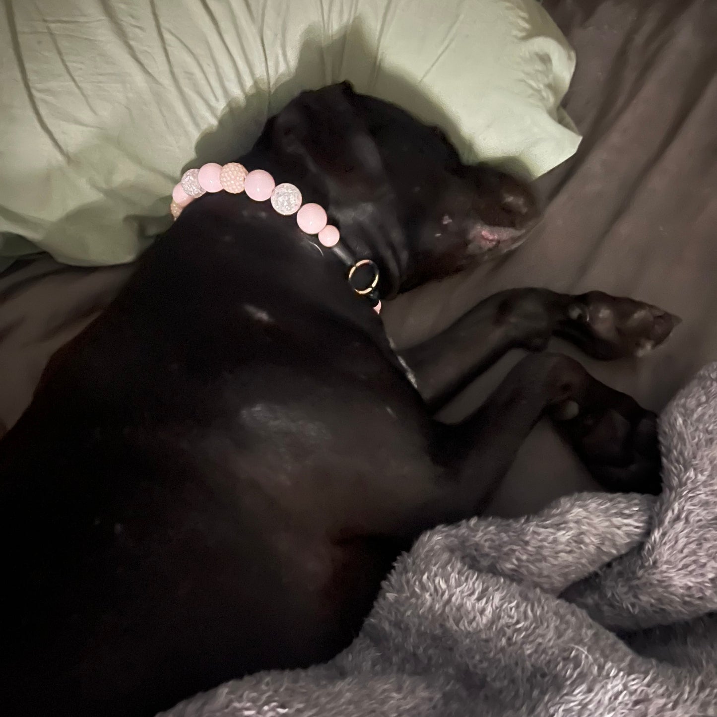 Black dog lying on a bed with a pink beaded collar