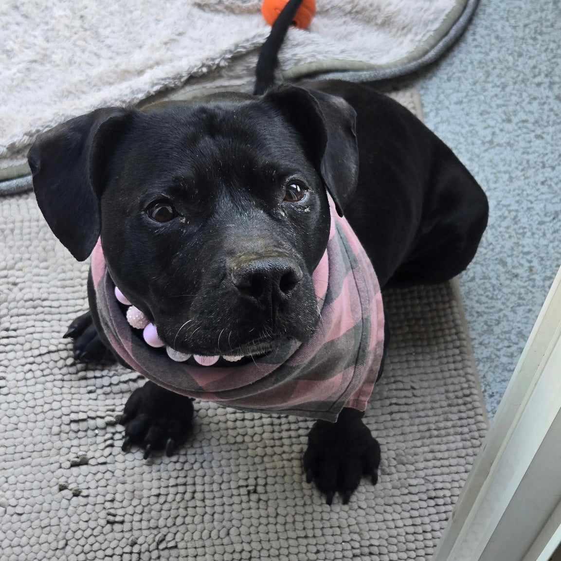 Black dog wearing a pink sweater on a carpeted floor