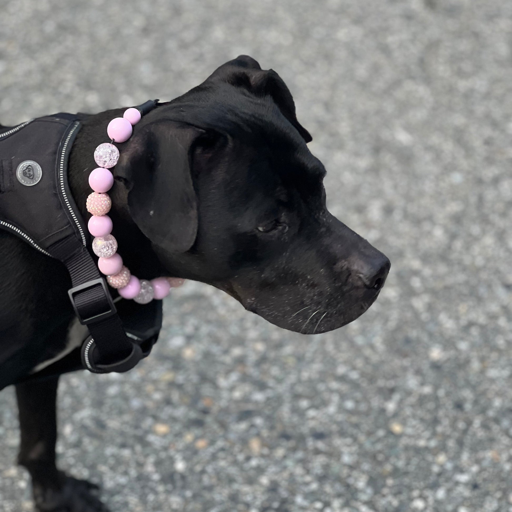 Black dog wearing a pink beaded collar on a gray pavement background