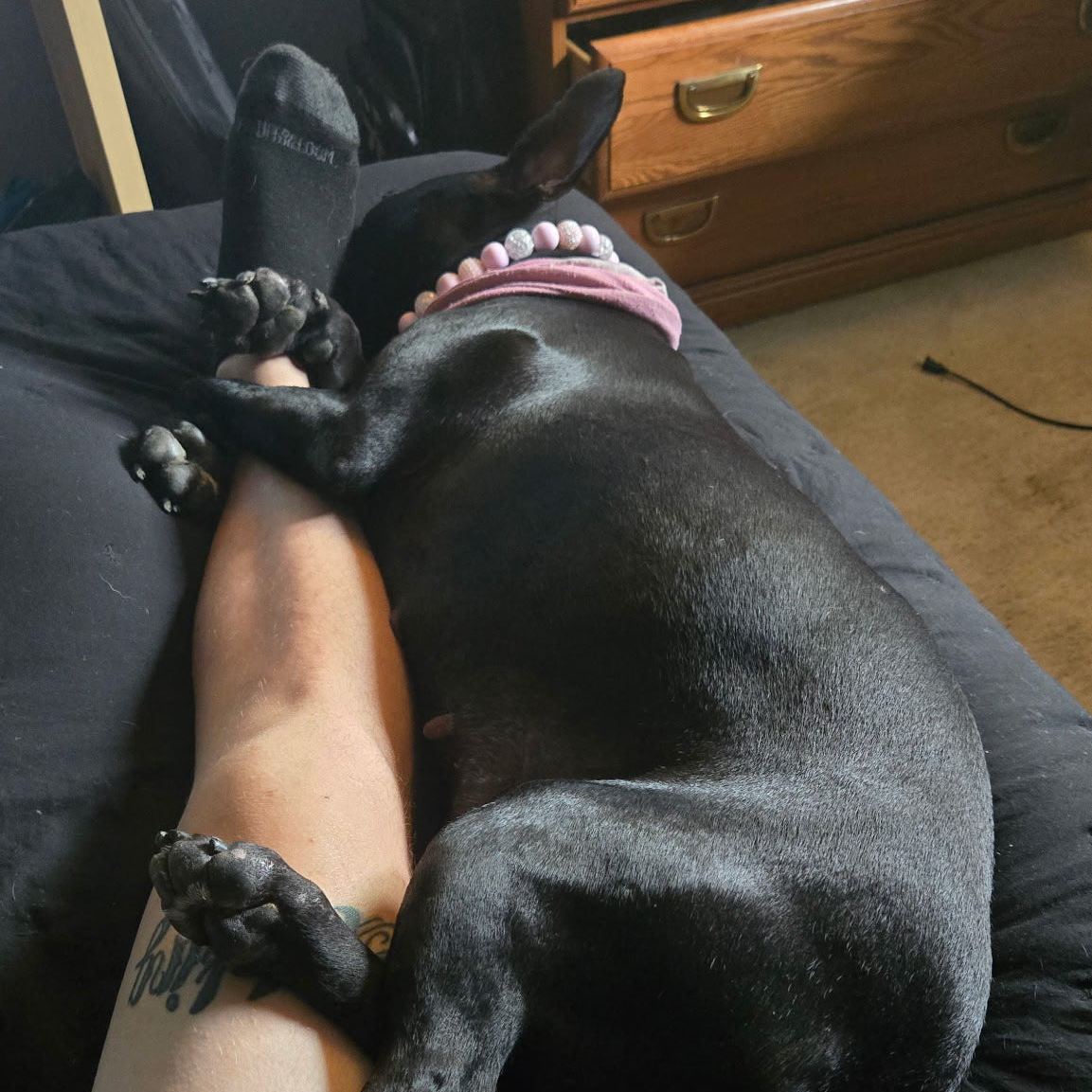 Black dog lying on a person's lap with a pink collar, indoors.