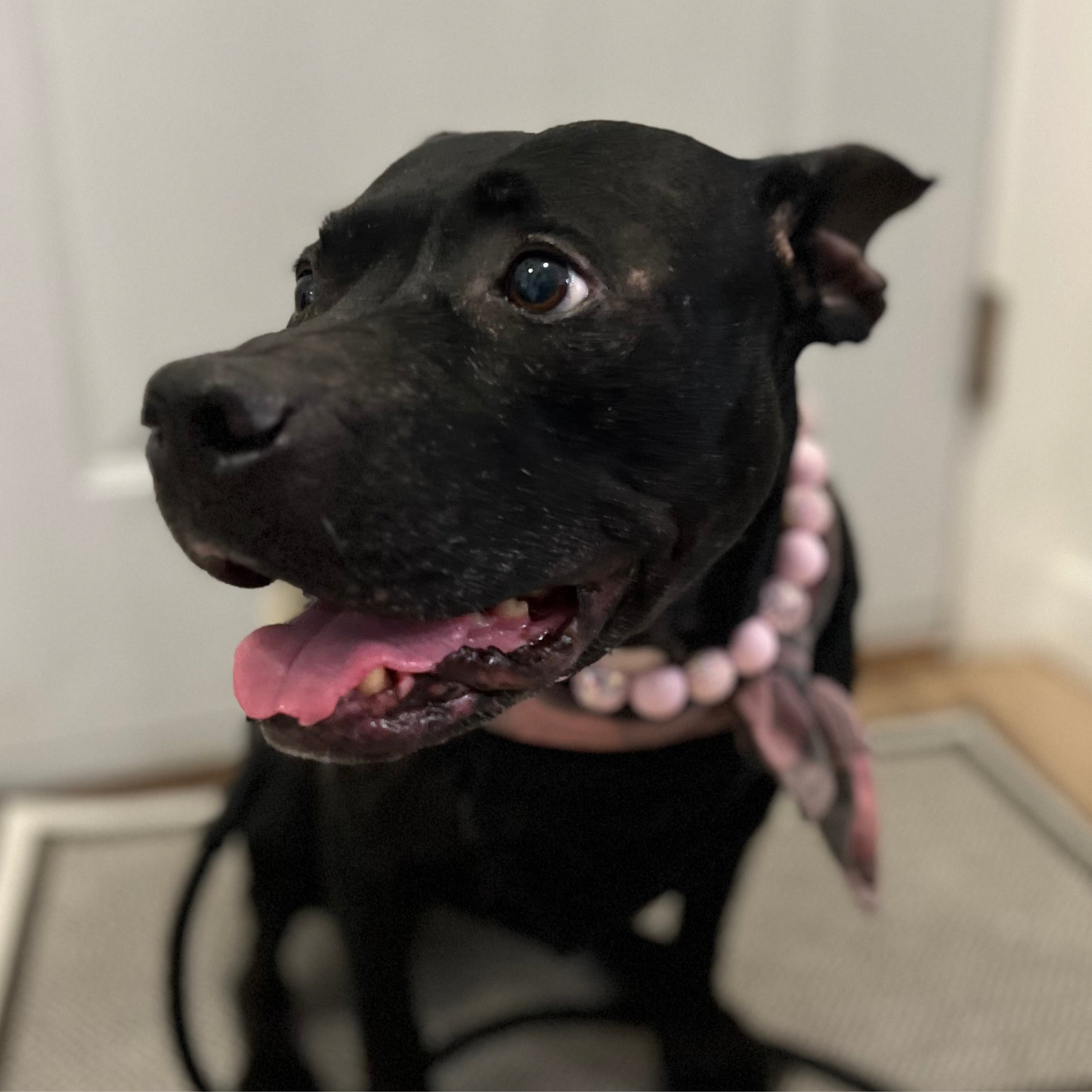 Black dog with a pink collar sitting indoors