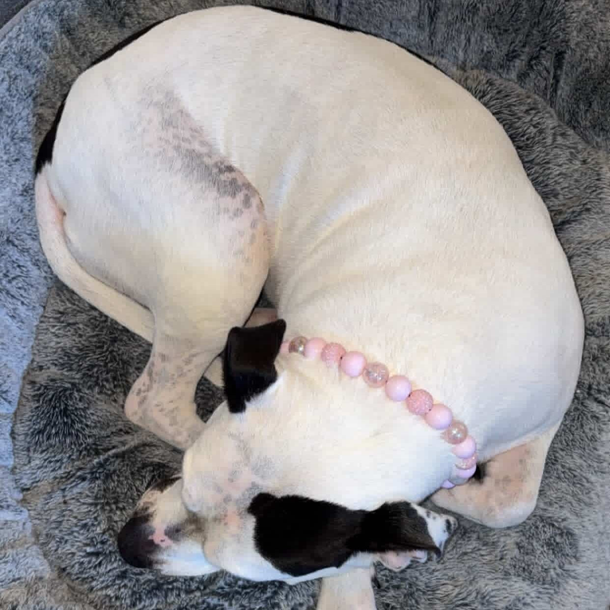 Dog wearing a pink beaded collar on a gray cushion