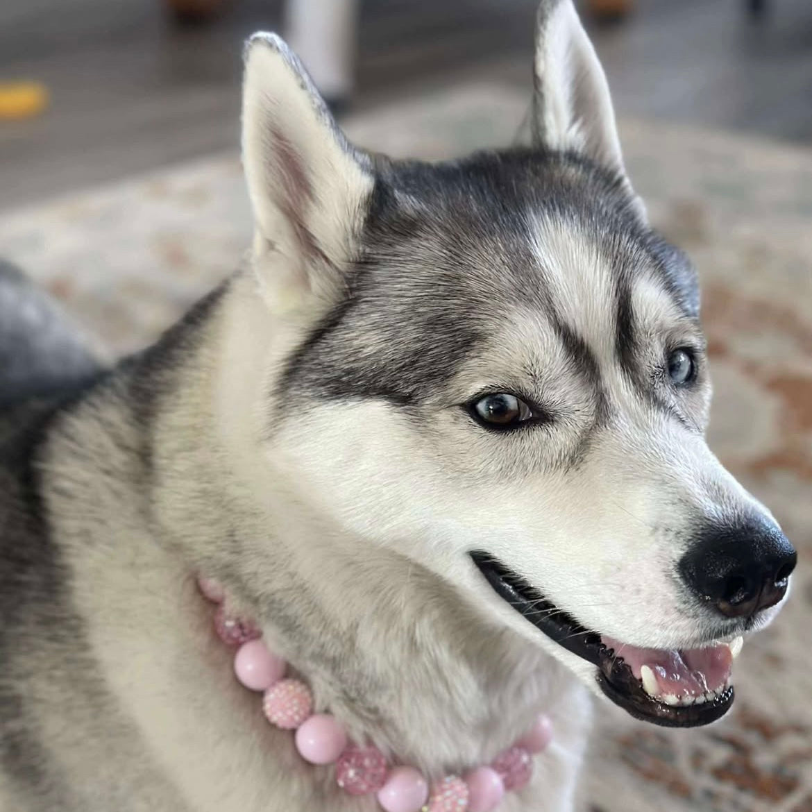 Husky dog wearing a pink beaded collar indoors