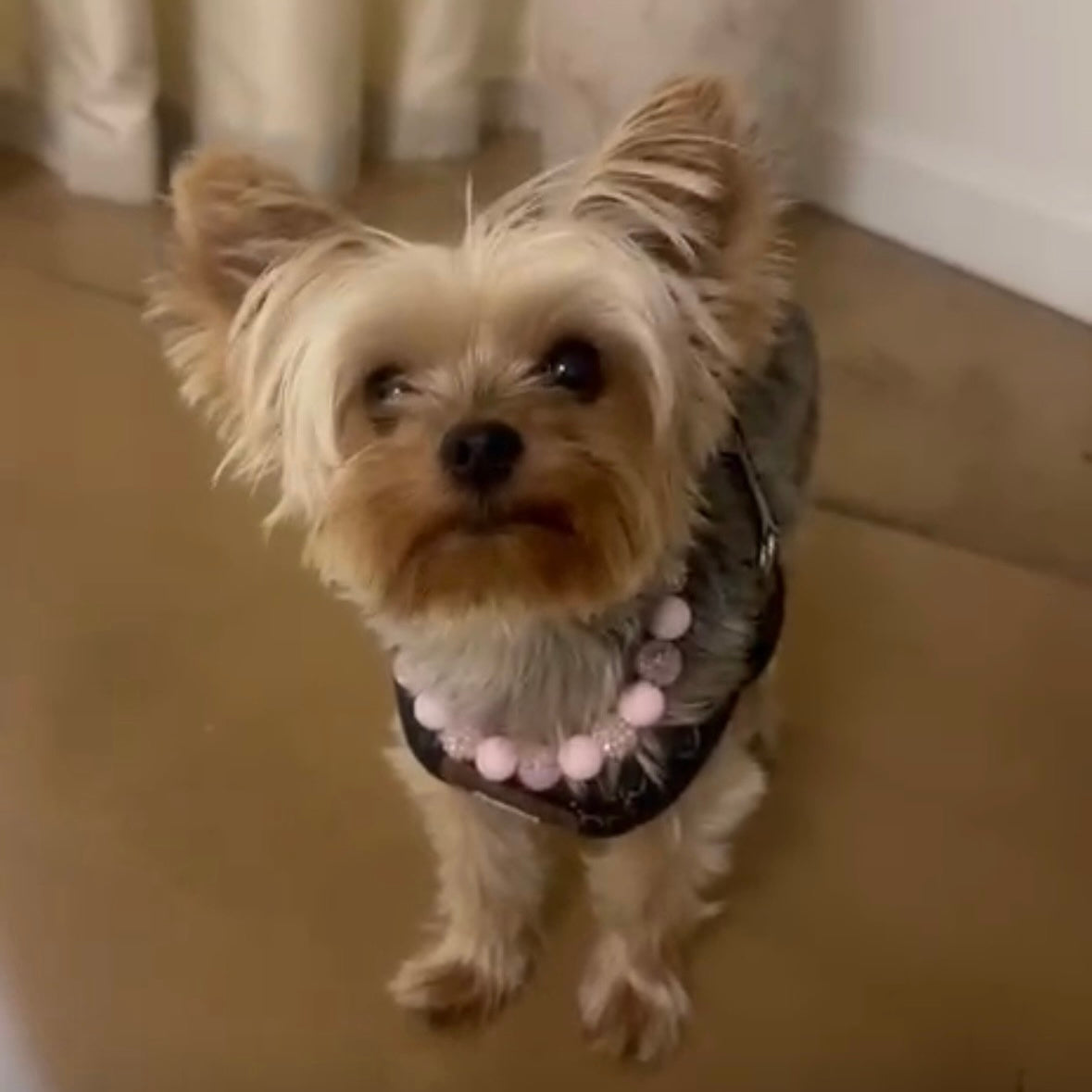 Small dog wearing a decorative harness on a carpeted floor