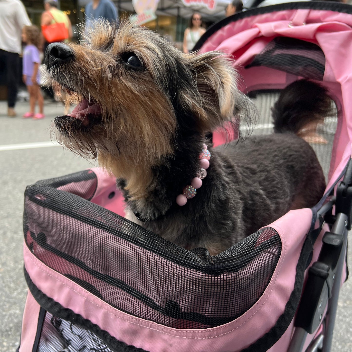 Small dog in a pink pet stroller on a street