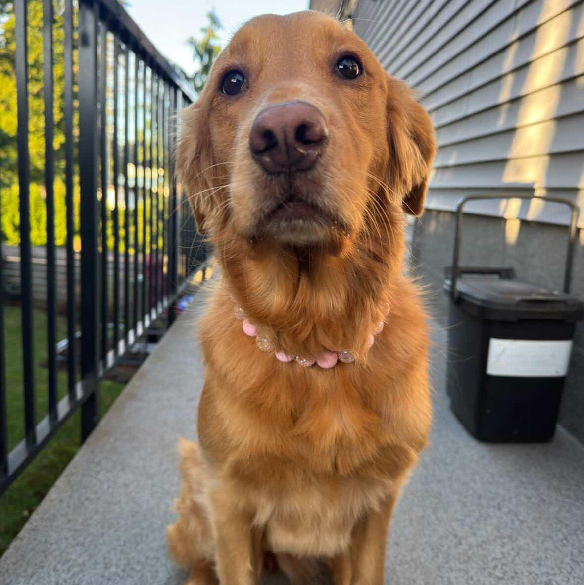 Golden retriever sitting on a concrete patio with a house and fence in the background
