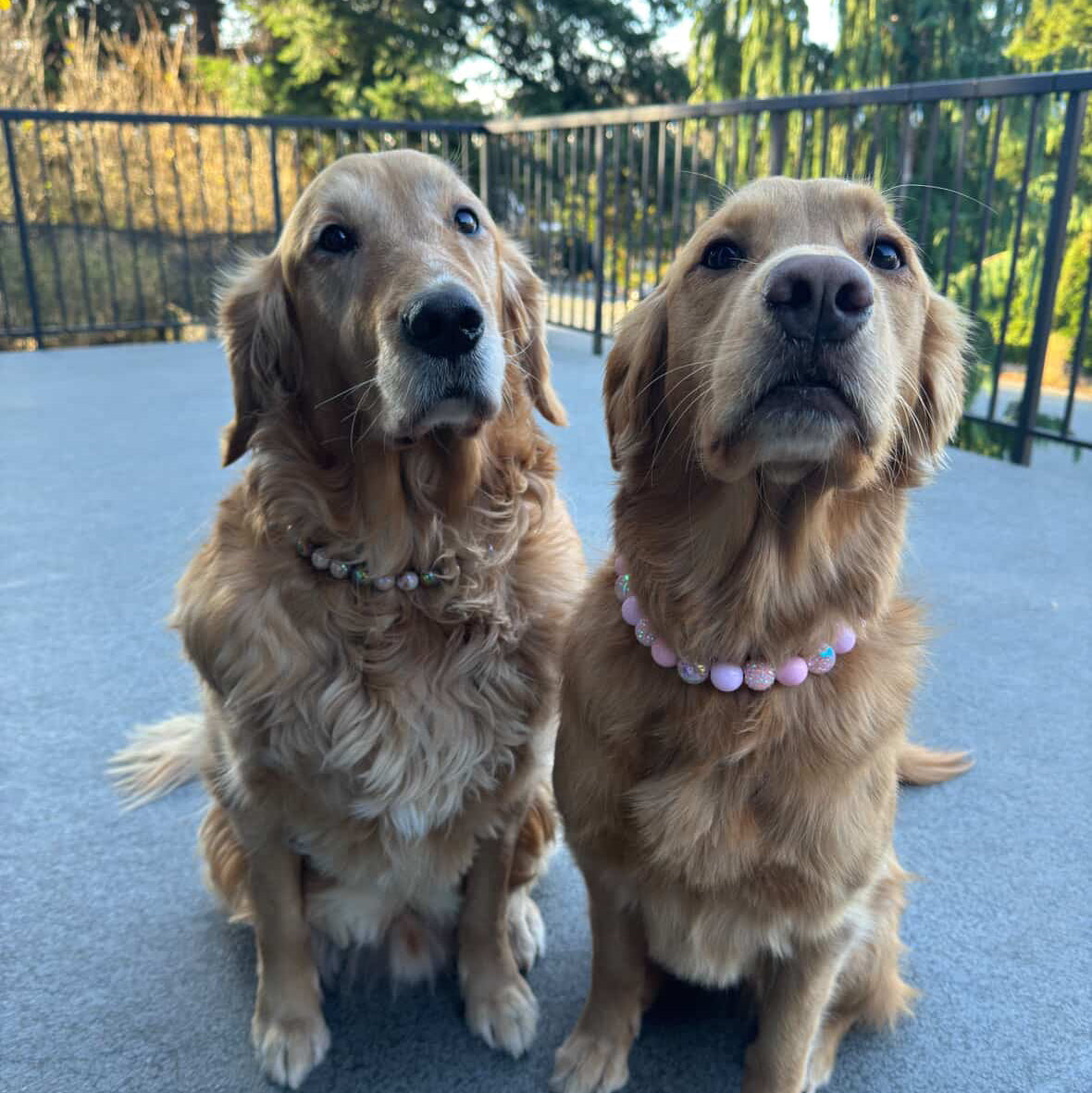 Two golden retrievers sitting side by side on a concrete surface with trees in the background.