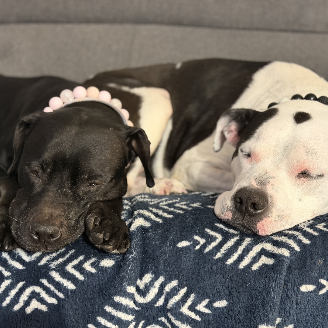 Two dogs, one black and one white with black spots, lying on a patterned blanket.