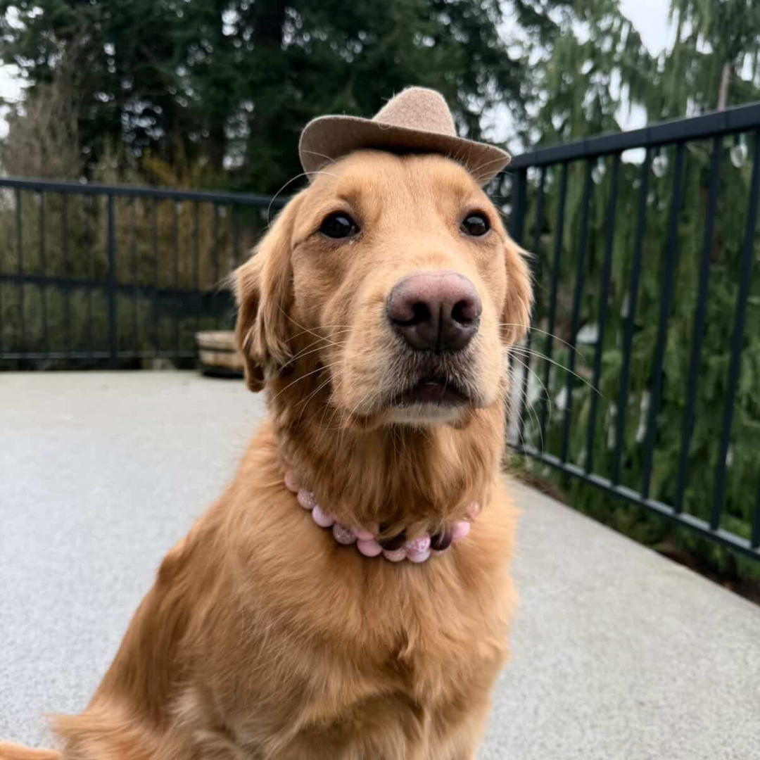 Dog wearing a brown hat with a blurred outdoor background