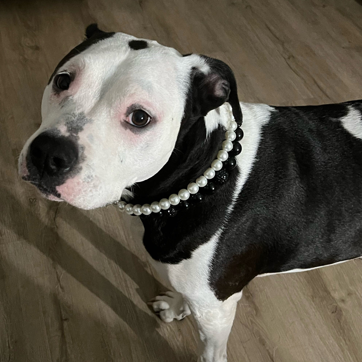 POPNCO Betty White Beaded Pet Collar. Black and White Pearl Double Strand Acrylic and Resin Beads on Aircraft Grade Stainless Steel Wire. Black and white dog standing on a wooden floor indoors