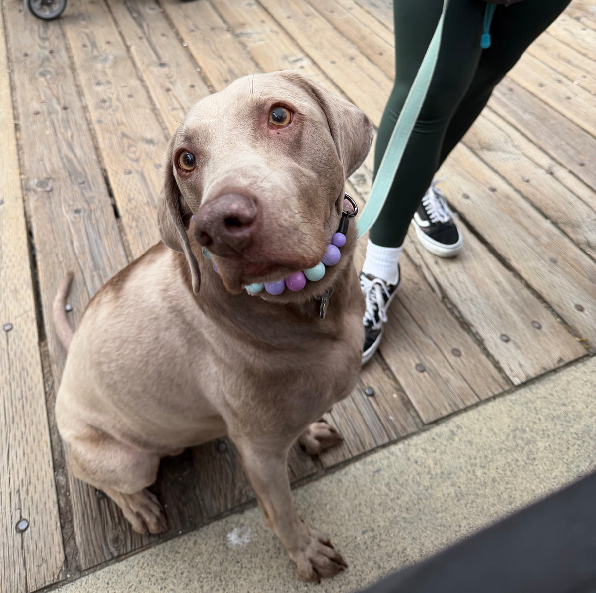 A light brown dog sitting on a wooden boardwalk wearing a pastel beaded collar, with a person in dark green leggings standing nearby holding a leash.