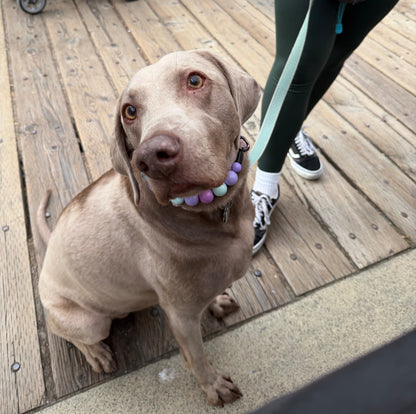 A light brown dog sitting on a wooden boardwalk wearing a pastel beaded collar, with a person in dark green leggings standing nearby holding a leash.