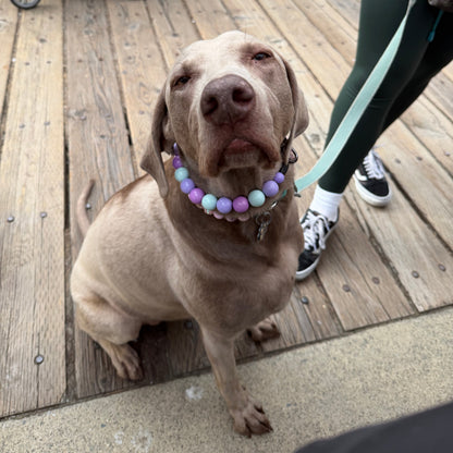A light brown dog sitting on a wooden boardwalk wearing a pastel beaded collar, with a person in dark green leggings holding a mint green leash nearby.