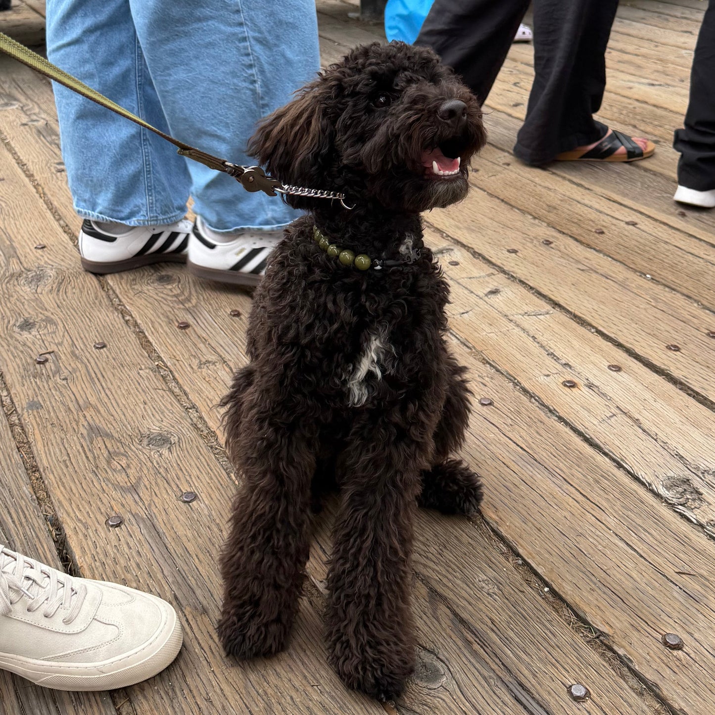 A small black curly-haired dog sits on a wooden boardwalk deck, wearing a green collar and leash, surrounded by people standing nearby.
