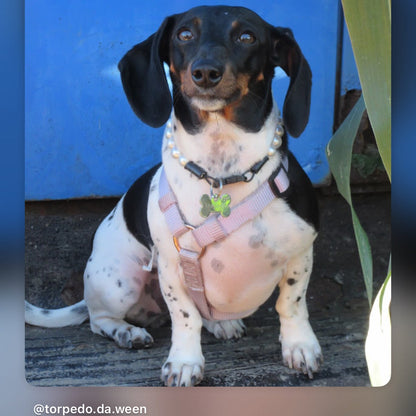 A black, white, and tan dachshund wearing a pink harness, sitting in front of a blue wall.