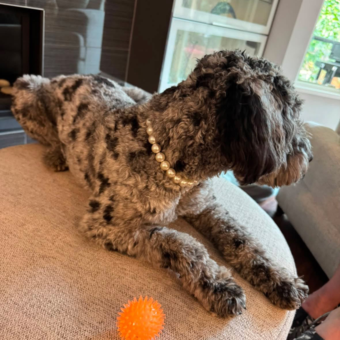 A curly-haired gray and black dog lies on a beige upholstered ottoman in a living room, wearing a gold beaded collar and looking to the right. An orange spiky ball is in front of the dog.