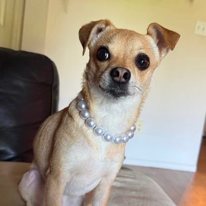 Small yellow dog wearing a pearl beaded pet collar from Popnco sitting indoors