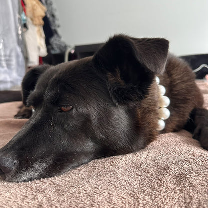 A black dog lying on a textured pink blanket, wearing a white beaded collar.