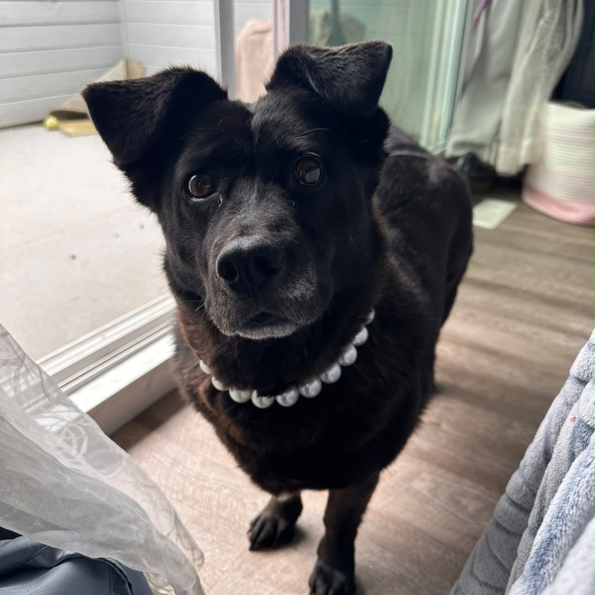 A black dog wearing a white beaded collar standing on a light wood floor in an indoor setting.