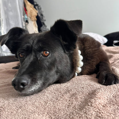 A black dog lying on a textured beige blanket, wearing a white beaded collar.
