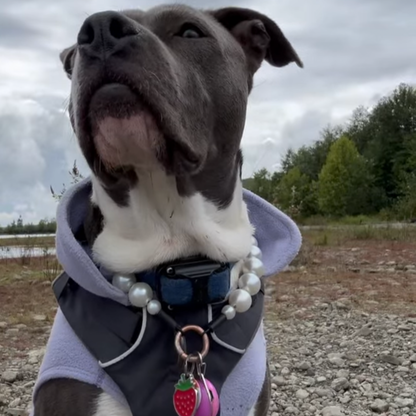 A social media post showing a black and white dog wearing a gray hoodie and a blue collar with a pink strawberry charm, outdoors on a gravel path under an overcast sky.