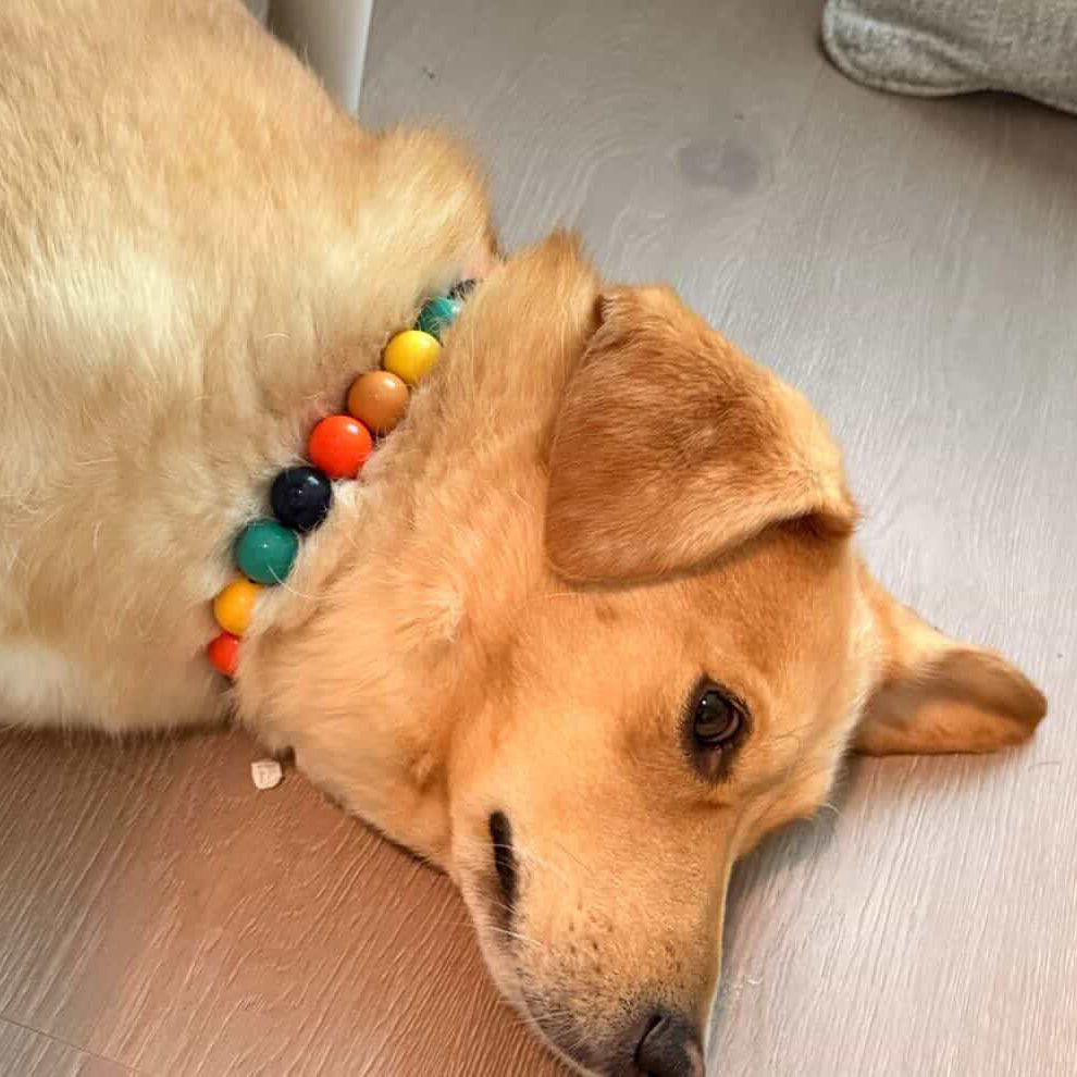 Yellow lab like Dog wearing a Popnco colourful beaded collar naked Uptown dawg in yellow, orange, teal and blue on a wooden floor