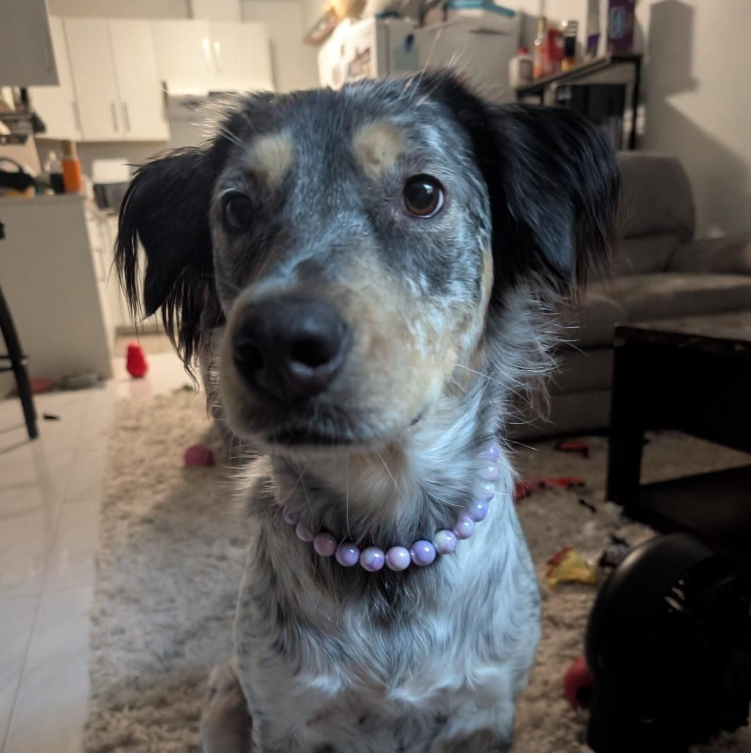 A small dog with gray, black, and white fur sits on a beige shag rug in a living room, wearing a light purple beaded collar.