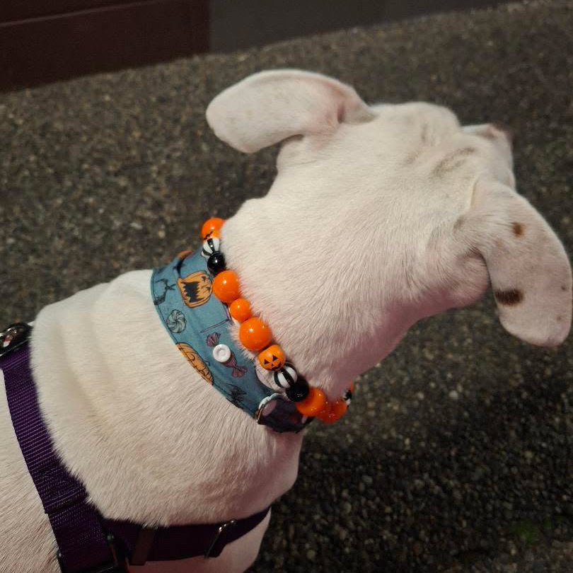 A white dog viewed from behind wearing a blue patterned collar with orange and black Halloween-themed beads and a purple harness against a dark textured floor.