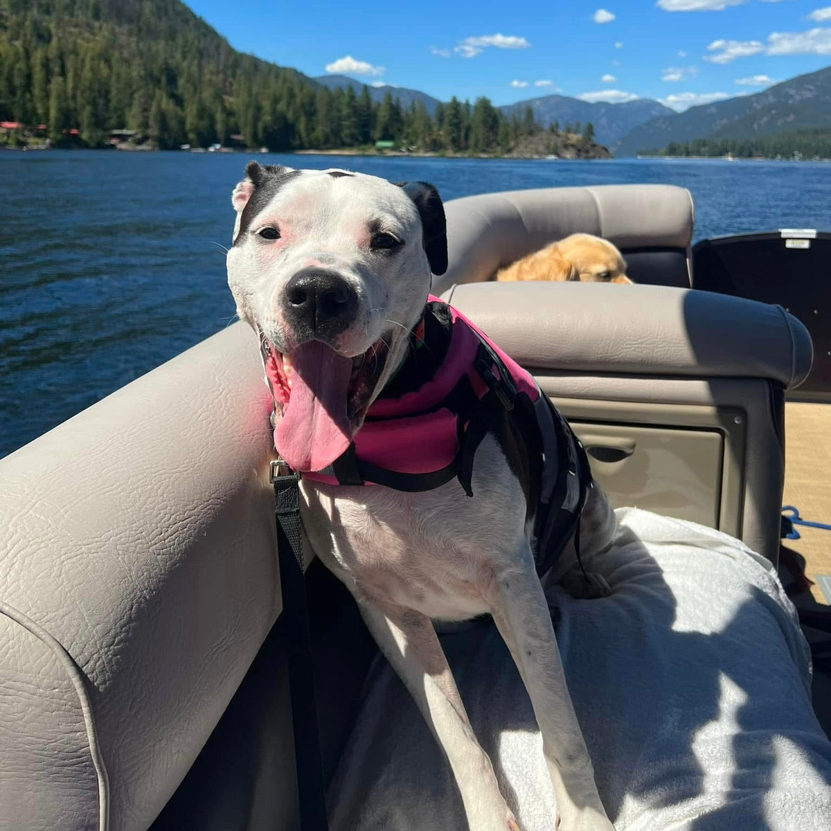 A white and black dog wearing a pink life jacket sits on the back of a boat on a lake with mountains in the background.
