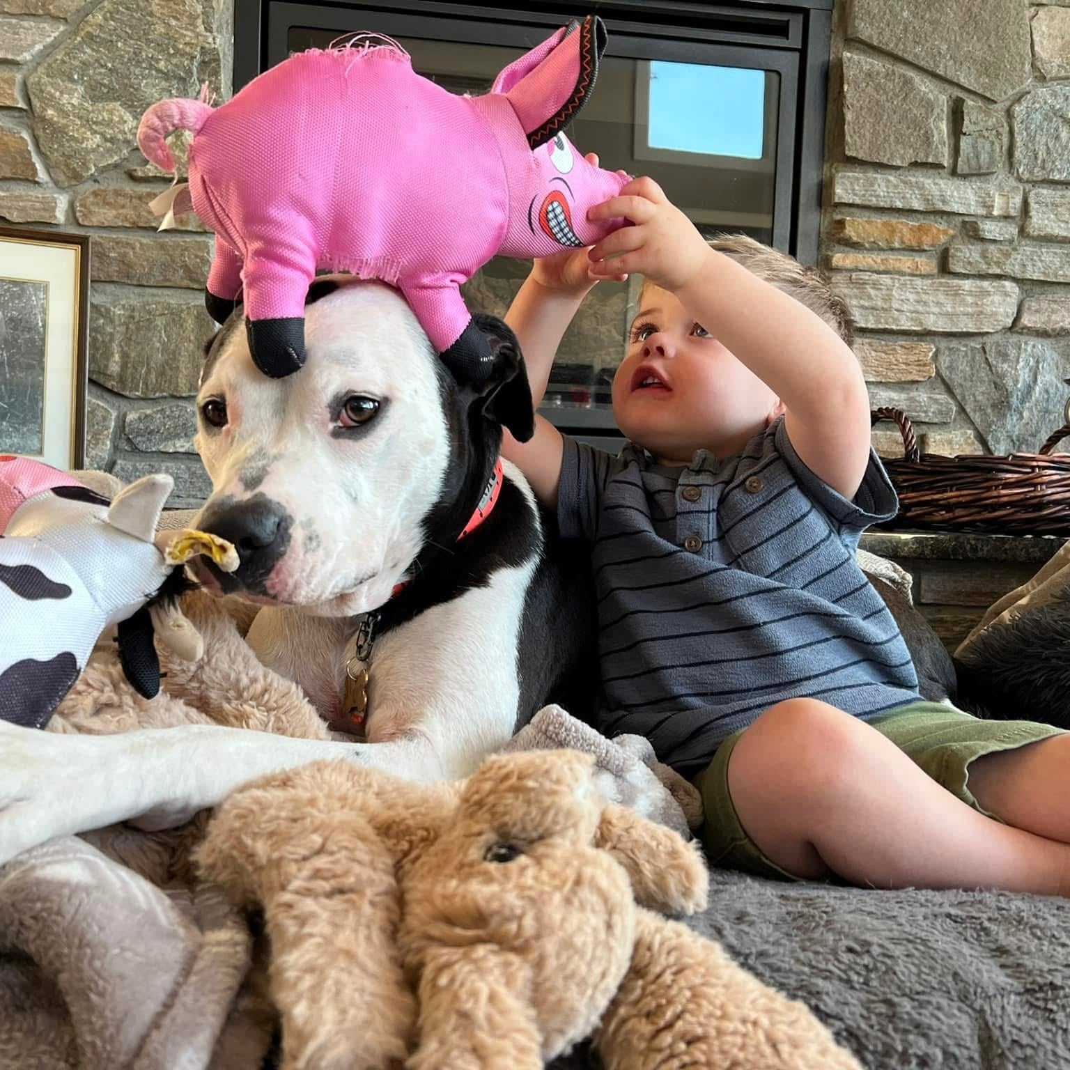A toddler in a gray striped shirt sits on a couch next to a black and white dog, holding a pink plush pig toy above the dog's head. A brown plush bunny and other stuffed toys are on the couch in front of them, with a stone wall and window in the background.