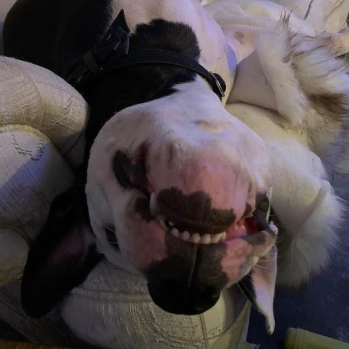 A close-up of a black and white dog lying on a couch, wearing a black harness.