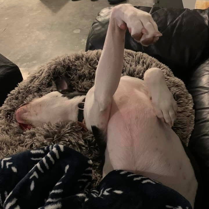 A white dog lying on its back on a fluffy gray pet bed, with a person's arm raised in the air and a dark blanket with white patterns covering the foreground.