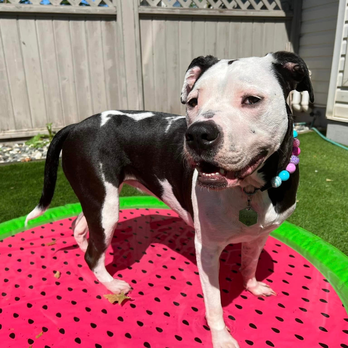 A black and white dog standing on a pink watermelon-patterned inflatable pool float in a backyard with green grass and a wooden fence in the background.