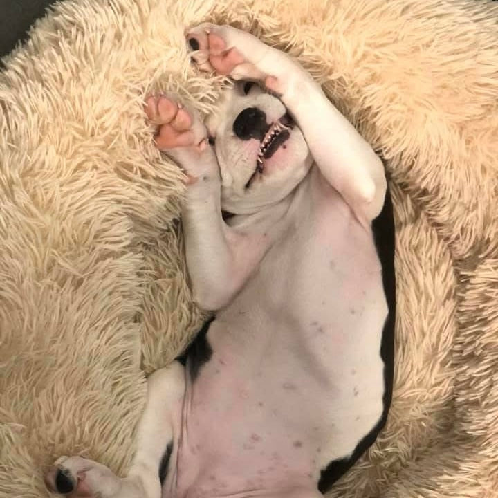 A black and white puppy lying on its back on a fluffy cream-colored dog bed, with its paws raised in the air.