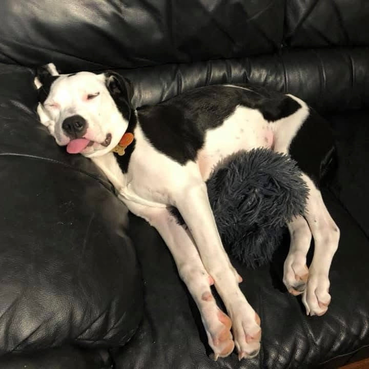 A black and white dog sleeping on a black leather couch, holding a dark gray fluffy toy.