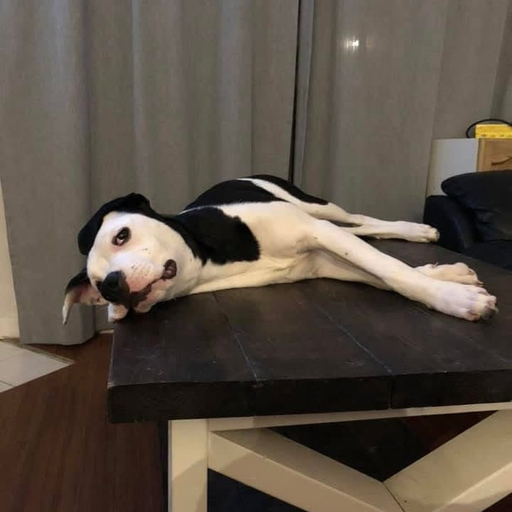 A black and white dog lying stretched out on a dark wooden table in a home interior setting with curtains and a sofa in the background.