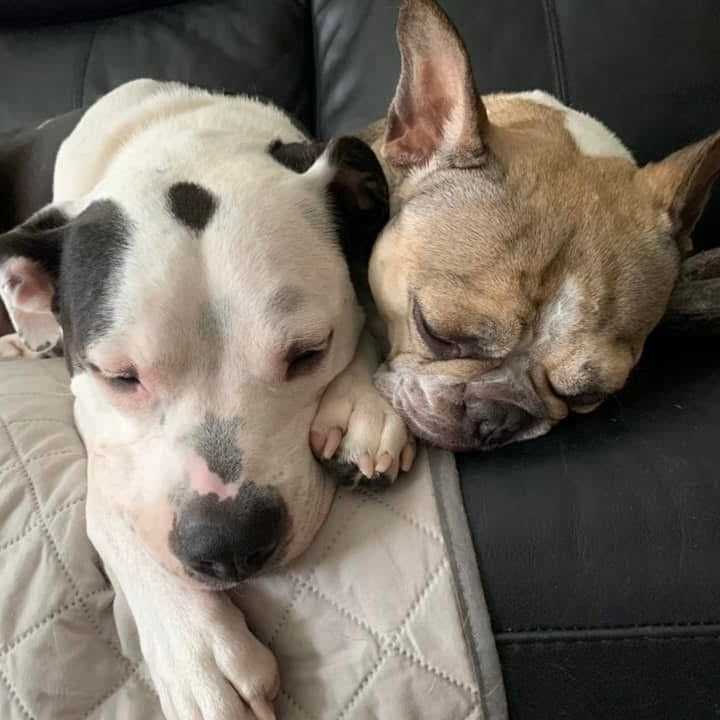 Two dogs sleeping closely together on a black leather couch, with one white and black dog on the left and one tan and white dog on the right.