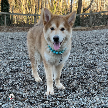 Huskey mix - The Poseidon - water collection - Slip on Beaded Pet Collar - Made with marbled blue acrylic  beads - aircraft stainless steel and a o ring - Durable - handmade - customizable 