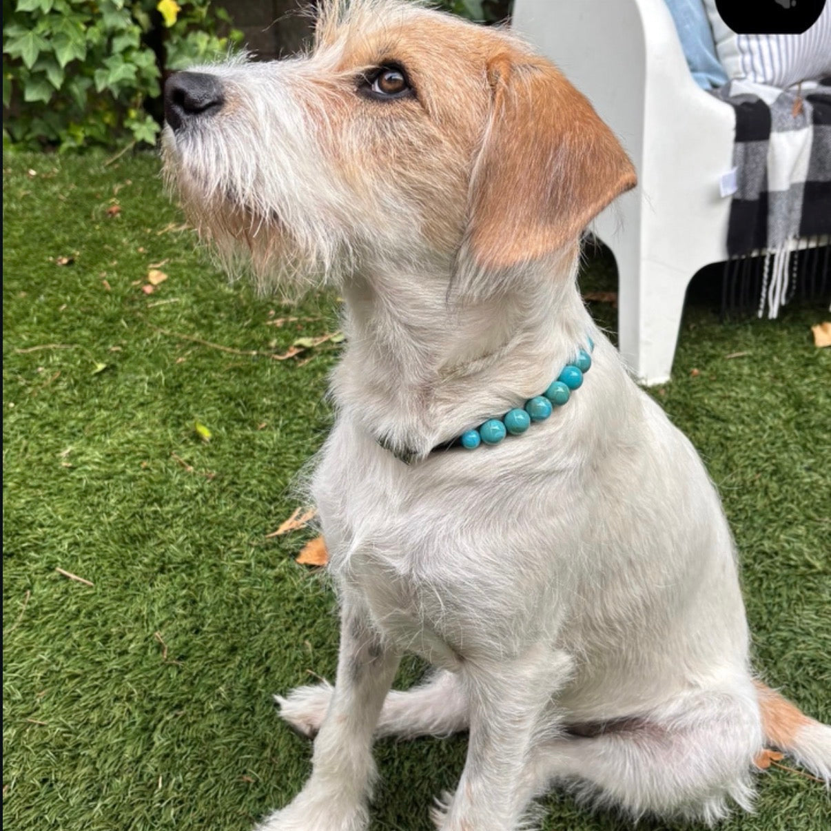 Poseidon 16mm Beaded Pet Collar on a White and Tan Dog sitting on the grass