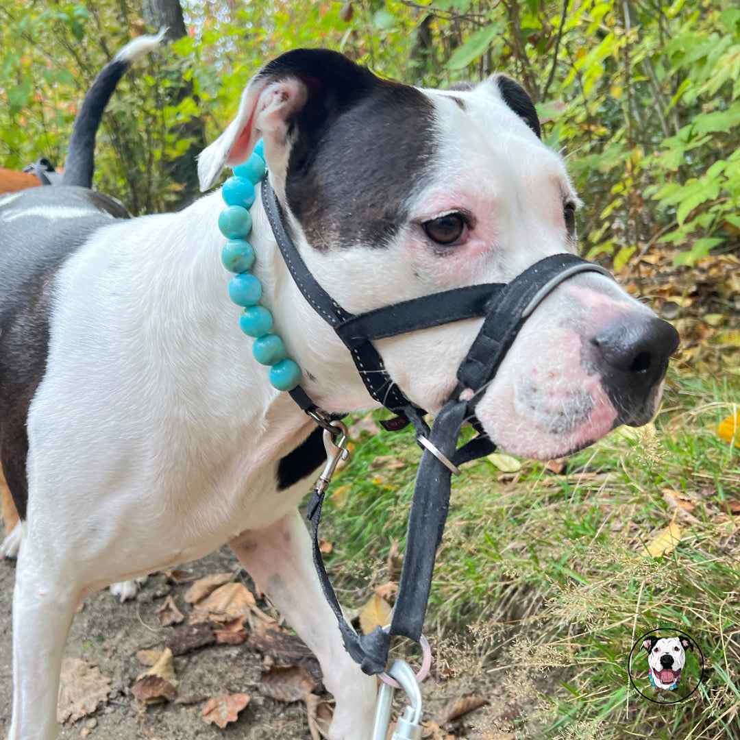 POPNCO Poseidon Beaded pet Collar - Turquoise beaded dog collar on aircraft grade stainless steel wire.