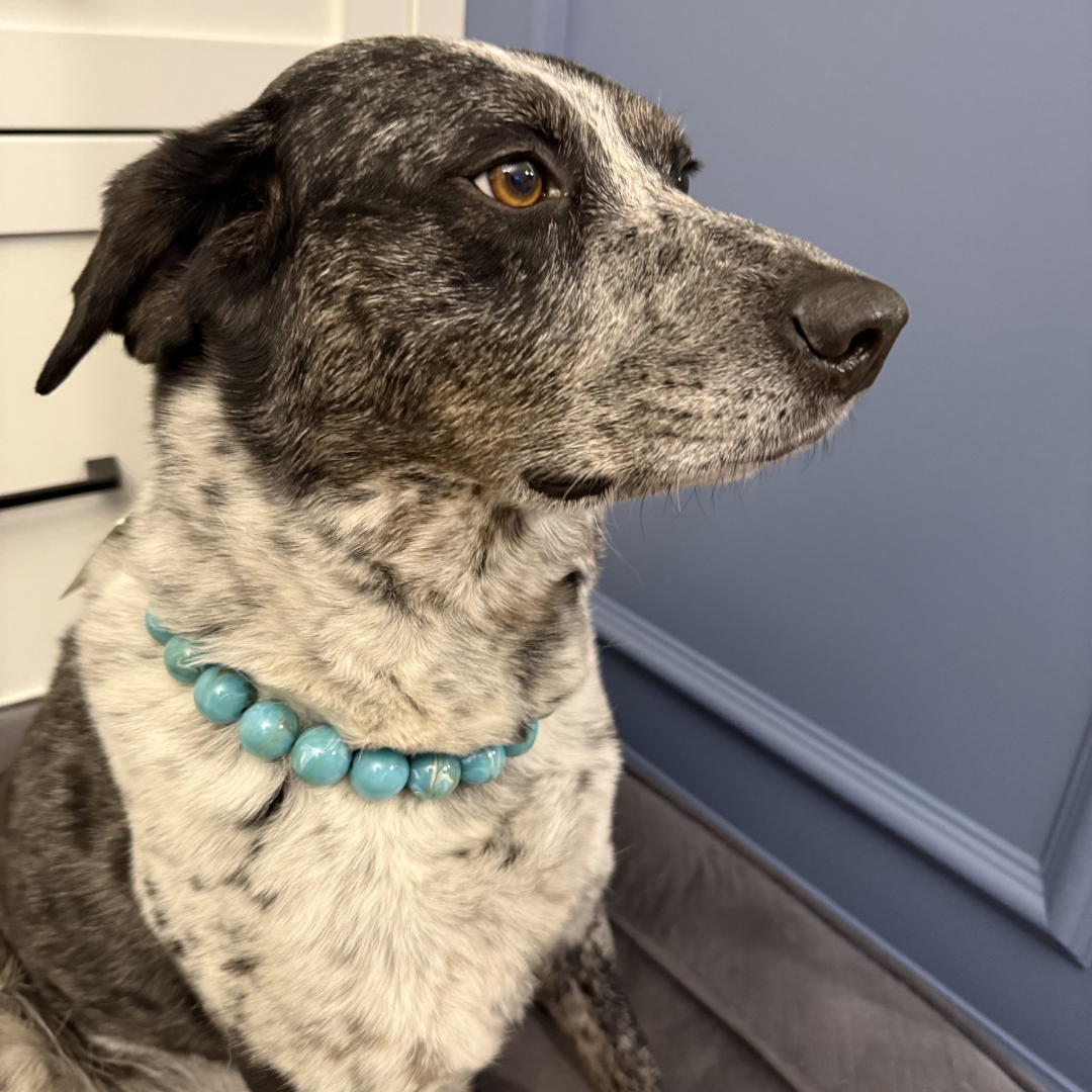Dog wearing a blue beaded collar indoors