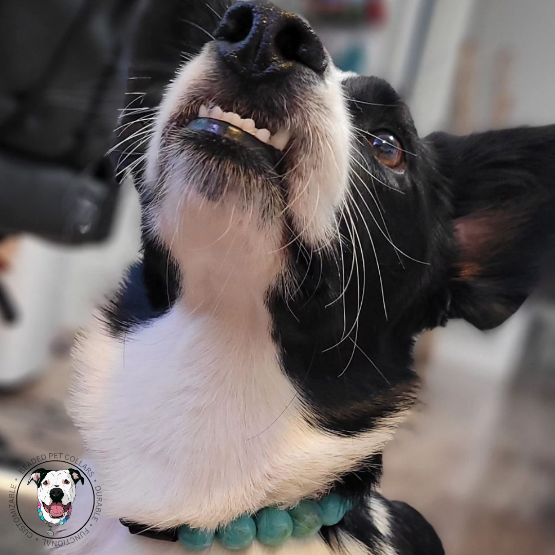 Corgi - The Poseidon - water collection - Slip on Beaded Pet Collar - Made with marbled blue acrylic  beads - aircraft stainless steel and a o ring - Durable - handmade - customizable 